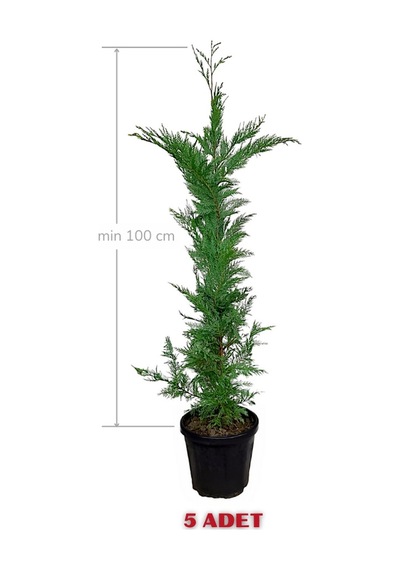 Melez Servi Leylandi Fidanı 100 Cm X 5 Ad
