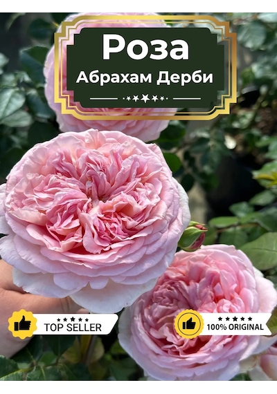 Dream Roses Gül Fidanı Abraham Derby 146353281