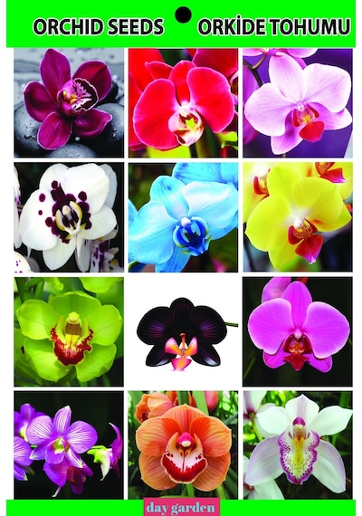 25 Adet Phalaenopsis Mavi Orkide Tohumu 10 Adet Gül Tohumu N111638
