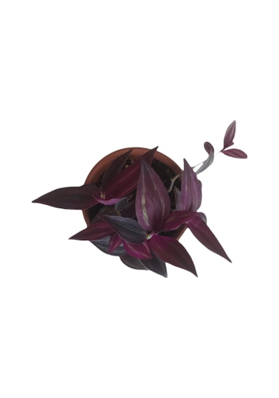 Mor Telgraf Çiçeği-tradescantia Küçük Boy