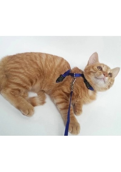 Bay Kedi Boyun Ve Göğüs Tasması Najmaddin