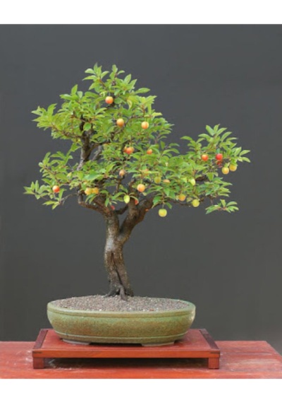 Erik Bonzai Ağacı Tohumu 2 Adet Bonsai Ağacı Tohumu