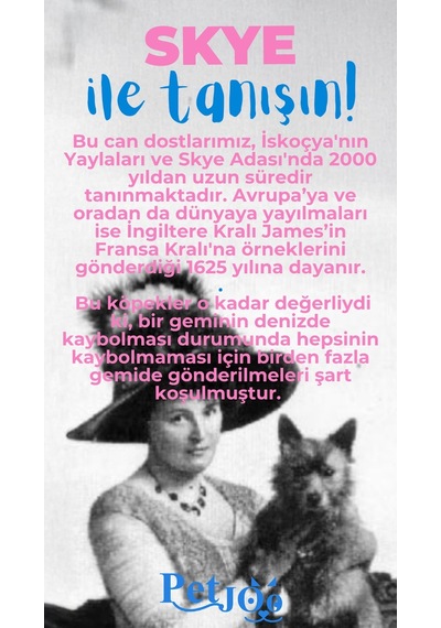 Petjoo 6.Skye Mavi-Pembe Qr'lı Köpek Künyesi