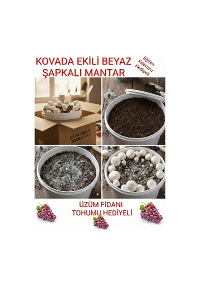 Kovada Beyaz Şapkalı Kültür Mantarı Ekili Deneme Kiti