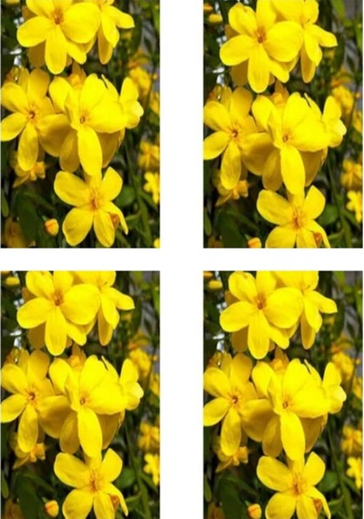 Videolu Mis Kokulu 4'lü Sarı Yasemin Çiçeği Fidanı 40-60 Cm Saksılı Çiçekli Bodur Yellow Jasminie