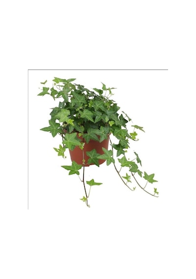 Mini Hedera Salon Sarmaşığı Hedera Helix Green 5 Adet