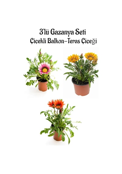 Pembe Beyaz-sarı-kırmızı Renk Gazanya Çiçeği 3 Adet Saksılı 10-20cm Balkon Çiçeği