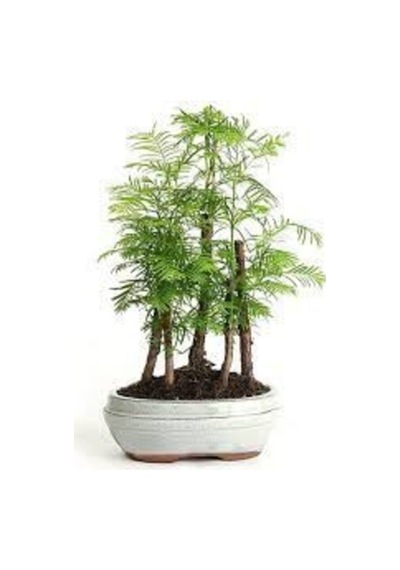 Nadir Ithal Bodur Redwood Bonzai Ağacı Tohumu Ekim Seti 5 Tohum Saksı Toprak Kombin