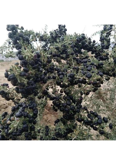 Yüksek Antioksidan Değerine Sahip Soğuklara Dayanıklı Nadir Siyah Goji Berry Fidanı Seneye Meyve Durumunda