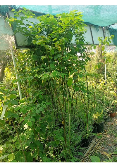 Yeşil Deniz Fidancılık Japon Kuru Üzümü 100-150 Cm