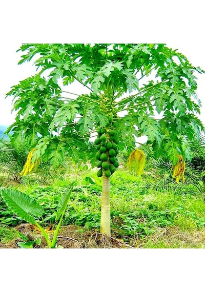 Papaya Fidanı 2 Yaş 50 Cm