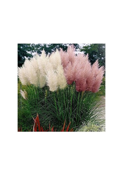 Thebestonline Pampas Fidanı, Saksıda, 15-30 Cm, 1 Adet Tek Ebat