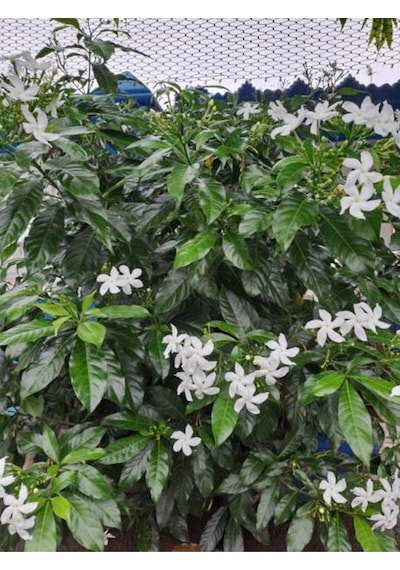 Arap Yasemin Arap 80 100 Cm 1 Adet Saksılı Dış Mekan Ve Dekarasyon Bitkisi Jasminum
