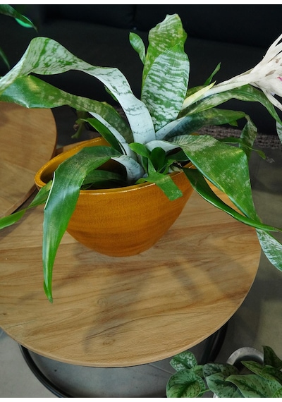 Cresta Seramik Oval Koyu Sarı Saksı 33 17 24cm