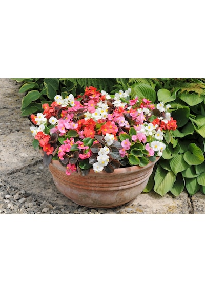 Begonya Begonia Karışık Renklerde 30 Adet