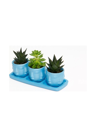 Trio Mavi Adler Sukulent Seti - Haworthia Limifolia. Echeveria