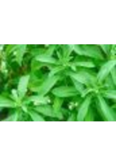 Mega Paket 500 Adet Tohum Stevia Tohumu Şekerotu Tohumu Şeker Otu Tohumu