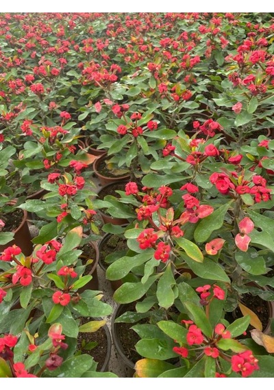 Dikenler Tacı Milli Kırmızı-beyaz-pembe Renk 3 Adet Saksılı 10-20cm Euphorbia