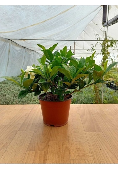 Gardenya Çiçeği Gardenia Jasminoides Fidanı 10-20 Cm
