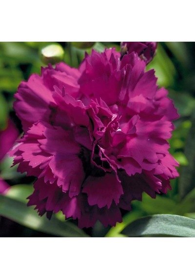 Kokulu Mor Bodur Karanfil Bitkisi Dianthus Caryophyllus Purple