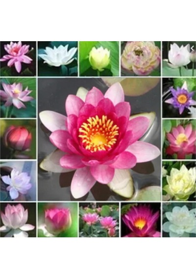 Eko Paket 5 Adet Tohum Nadir İthal Kutsal Lotus Tohumu Nilüfer Çiçeği