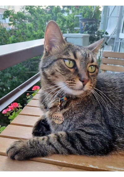 Caramelos Isimli Kedi Tasması Künyesi- Paslanmaz Metal- Kişiye Özel Isimlik Altın Soft-tek Ebat Diğer