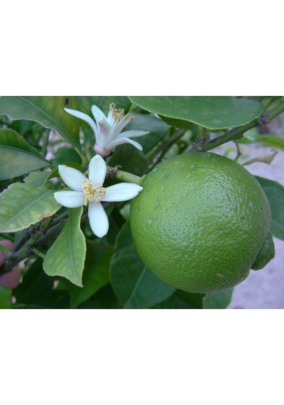 Tüplü Aşılı Lime Tahiti Fidanı 2 Yaş 50-70 Cm Boy