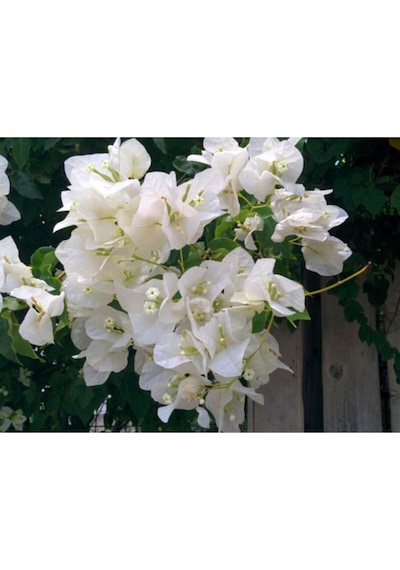 Serada Decor Plant Beyaz Begonvil Çiçeği Fidanı 50cm Dış Mekan Sarmaşık