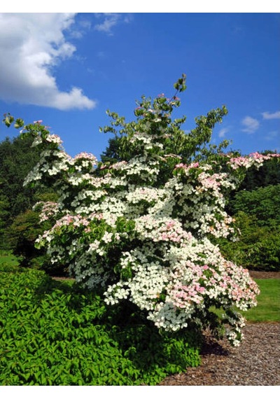 Kartopu Beyaz Renkli 80 110 Cm 1 Adet Tüplü Dış Mekan Bitkisi Viburnum Lucidum