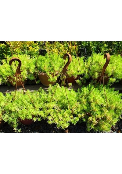 Sarı Sedum - Stonecrop Askılı Saksıda