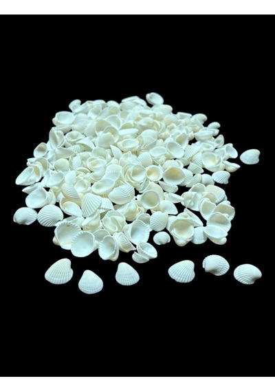 Deniz Kabukları 100 Gr No-3-clamrose