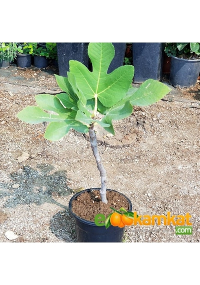2 Yaş Bonsai Bodur Incir Fidanı. Saksıda