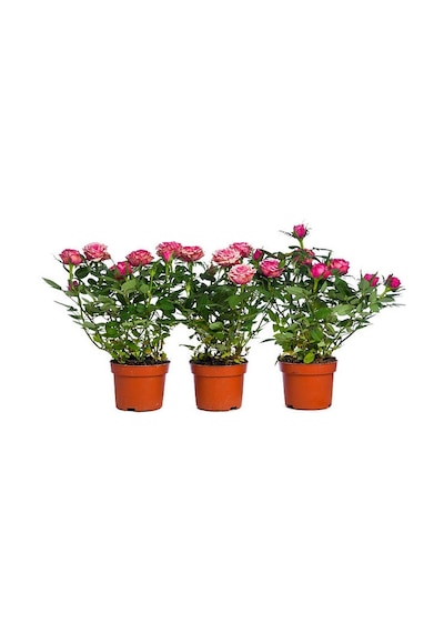 Yediveren Saksılı Pembe Gül 20-30 Cm 20 Adet