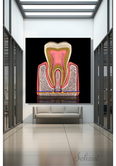 Kare Kanvas Duvar Tablosu Tekli Ağız Diş Sağlığı Dişçi Azı Dişinin Anatomisi 3d Diş Kesiti Çok Renkli