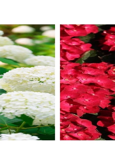 Videolu 2 Adet Kırmızı/beyaz Çiçekli Ortanca Fidan 10-15 Cm Tüplü Çiçekli Bodur Red/white Hydrangea