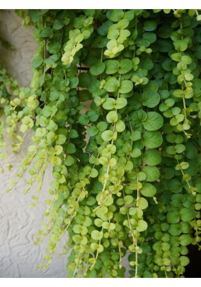 Zemin Örtücü Sarı Kız Çiçeği 1 Adet Makrome Saksılı 30-40cm Lysimachia Nummulari