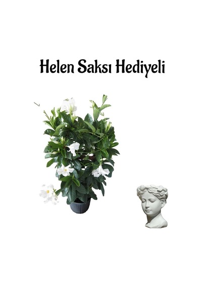 Mis Kokulu Beyaz Renk Mandevilla Çiçeği Sevgililer Gününe Özel Helen Saksı Hediyeli