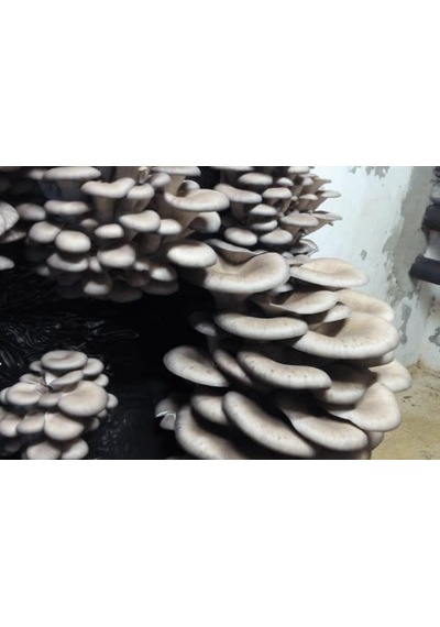 1 Adet 6 L 3 KG İstiridye Mantarı Kompostu N115519