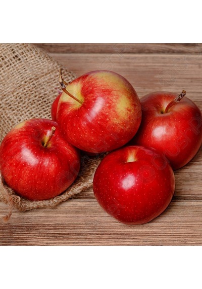 Tüplü Aşılı Tam Bodur Red Miracle Elma Fidanı
