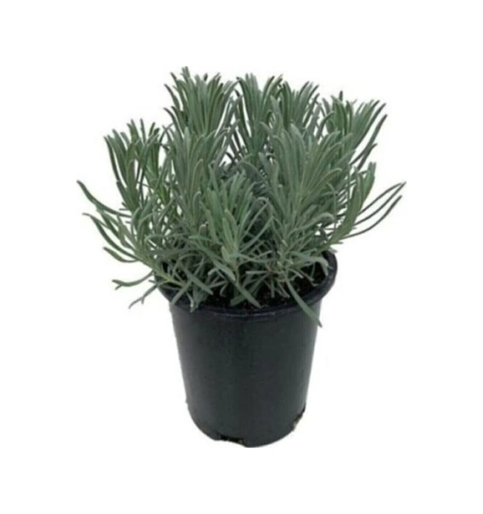 Angustifolia Aromatik Kokulu Lavanta Fidanı 1 Adet 10-20 Cm