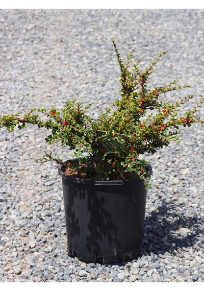 Cotoneaster Horizontalis 10 Adet - Yayılıcı Dağ Muşmulası