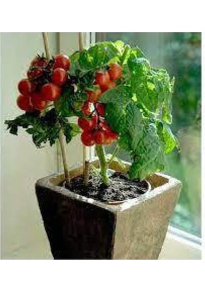 150 Adet Tohum Süper Paket Cherry Çeri Domates Tohumu Saksılık Saksı Toprak Sürpriz Hediye Tohum