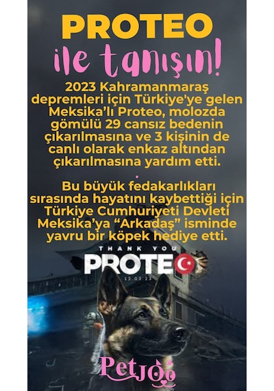Petjoo 24.Proteo Pembe-Sarı Qr'lı Köpek Künyesi