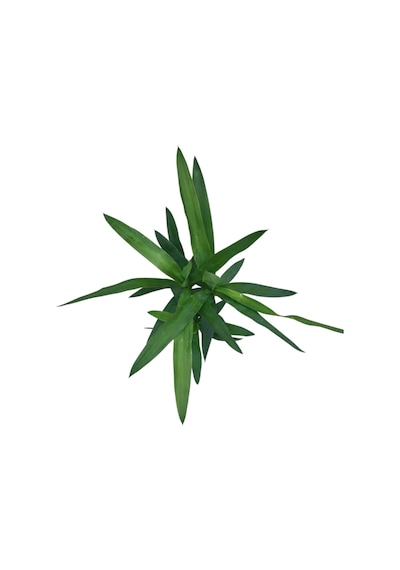 Yuca Gigantea Yuka Çiçeği Ø12 Cm Y30-35 Cm