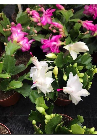 Videolu Beyaz Yılbaşı Çiçeği Fidanı 20-30 Cm Saksılı Çiçekli Bodur Bitkiler White Zygocactus