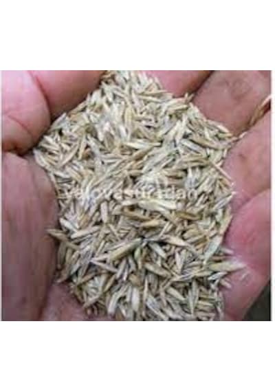 5KG Çim Tohumu İthal 3Lü Karışım Özel Çim Tohumu T