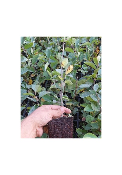 Saskatoon Berry Northline, Taş Elması Çalısı