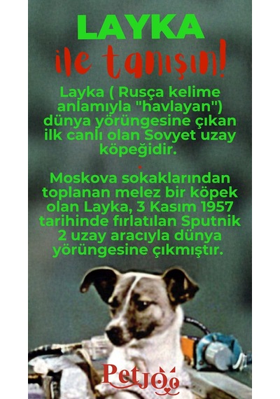 Petjoo 22.Layka Kırmızı-Yeşil Qr'lı Köpek Künyesi