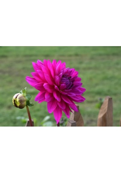 Pembe Dahlia Çiçeği Tohumu 10+ Tohum + 4 Saksı + Torf N111617
