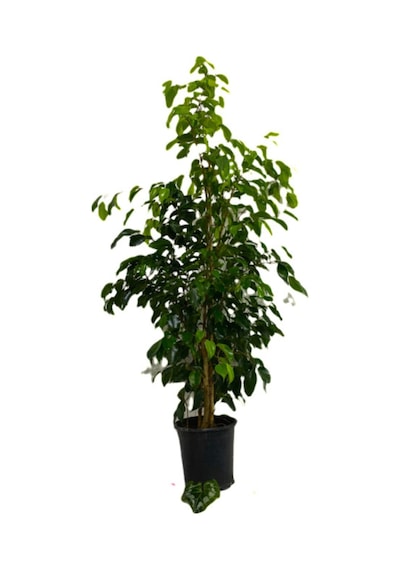 Ficus Benjamina-benjamin Bitkisi 110-130 Cm N11.6075